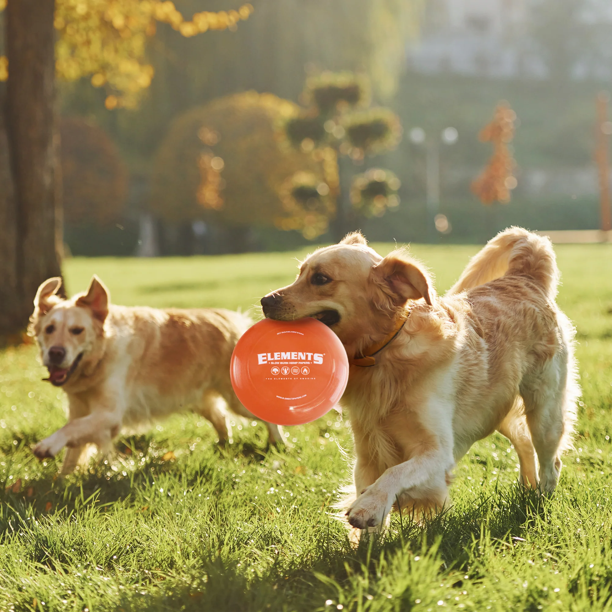 Elements Frisbee - Image 6