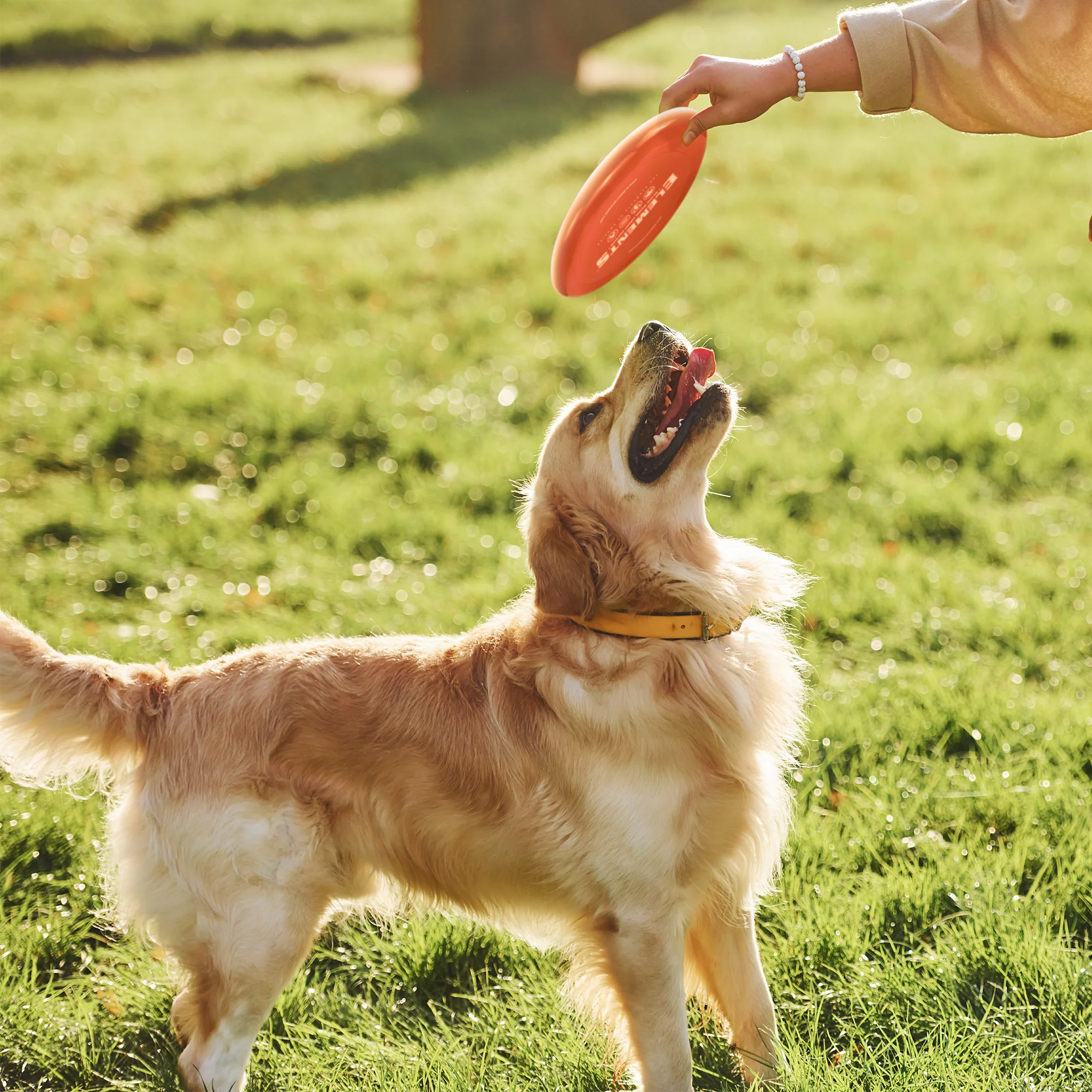 Elements Frisbee - Image 7